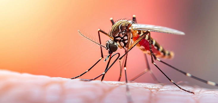 Como saber se tenho Dengue?